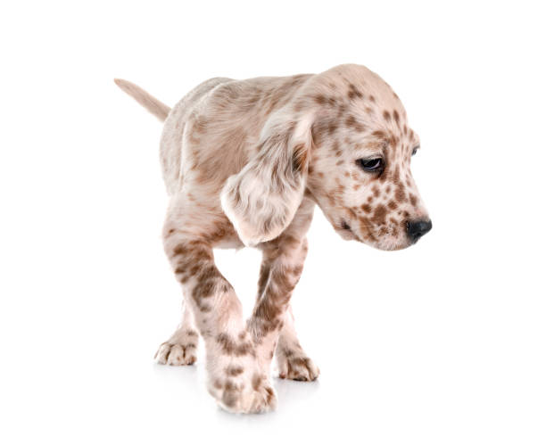 istock puppy english setter 1172137963
