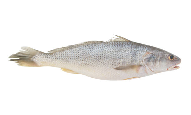 Croaker fish isolated on white Fresh croaker fish isolated on white background raw croaker fish stock pictures, royalty-free photos & images