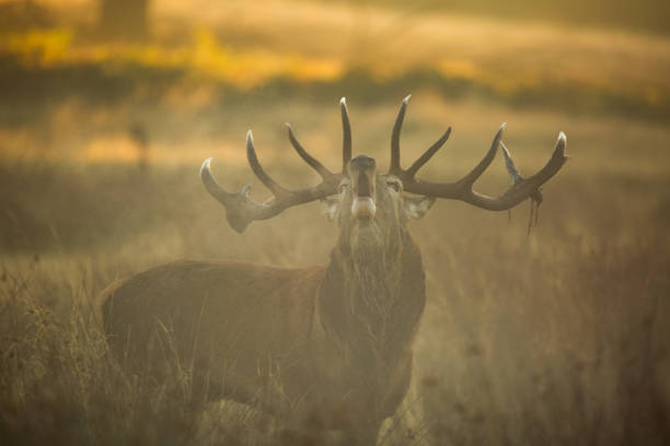 istock Red Deer bellowing in the rising sun 1172138088