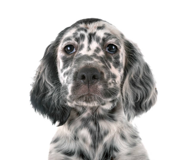istock puppy english setter 1172138275