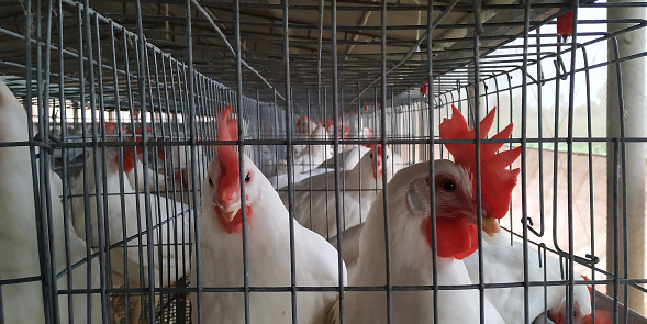 Poultry farming for egg production in Indian rural area