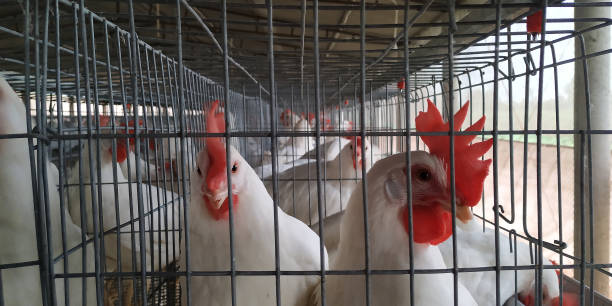 Poultry farming for egg production in Indian rural area. Poultry farming for egg production in Indian rural area chickens in the poultry yard eating stock pictures, royalty-free photos & images