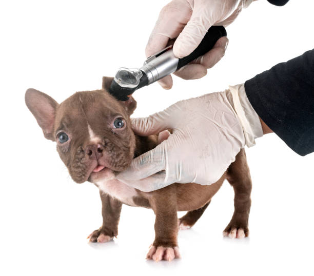 istock puppy american bully 1172138495