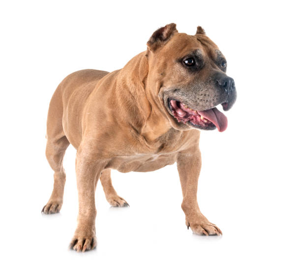 istock old american staffordshire terrier 1172139307