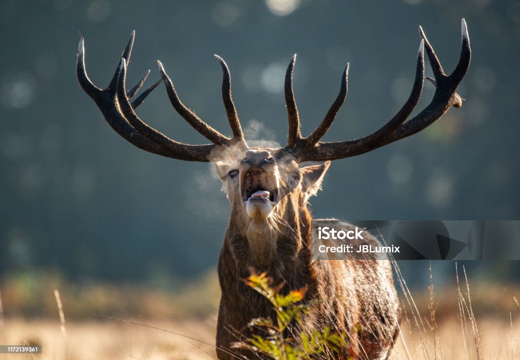 Will Blowing at a Deer Bring it Back?