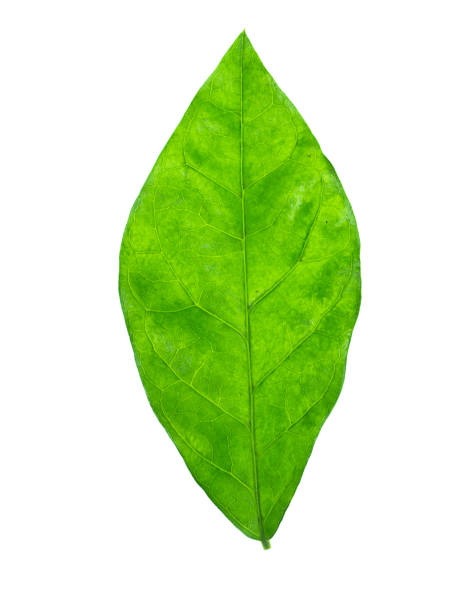 istock Close up of jasmine leaf 1172140453