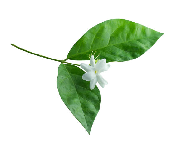 istock Close up of jasmine flower 1172140473