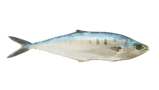 istock Talang queenfish isolated on the white 1172140626