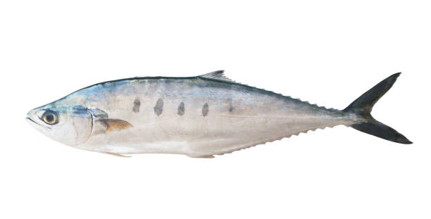 istock Talang queenfish isolated on the white 1172140687