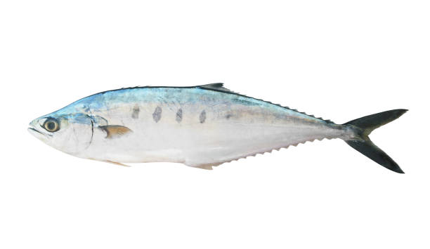 istock Talang queenfish isolated on the white 1172140699