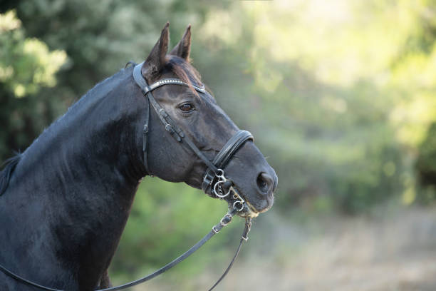 istock head of black stallion 1172141093