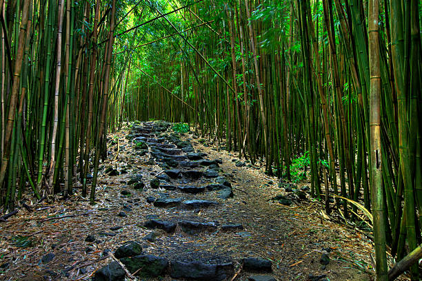 A black rock lined pathway through a dense forest stock photo