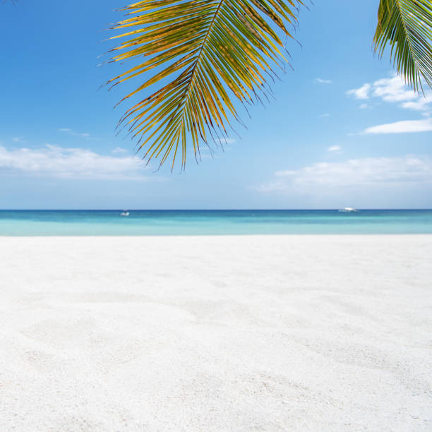 istock Tropical sandy beach with palm leafs copy space scene 1172141845