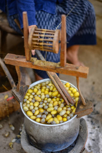 istock Silk Cocoons boil in pot, for make fibre 1172142218