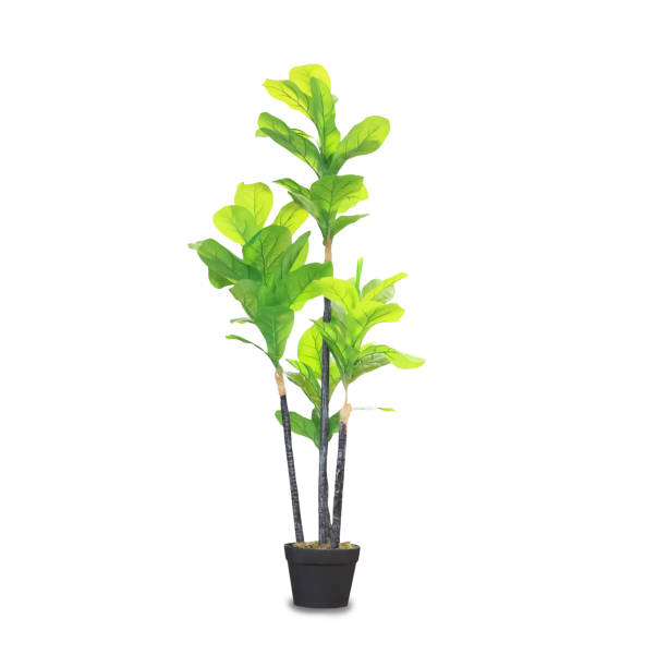 istock Big dracaena palm in a pot isolated over white 1172144743