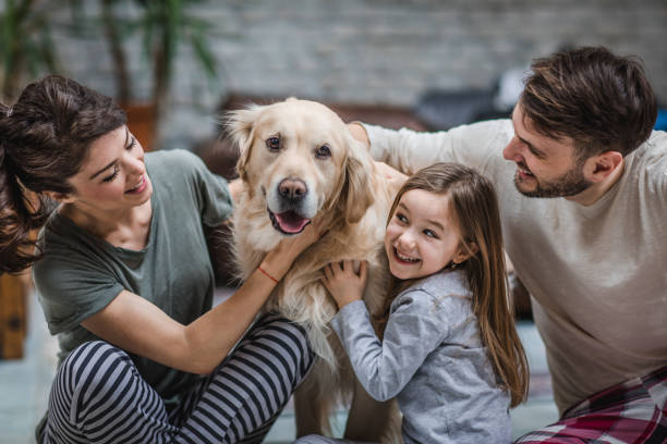 Happy family spending time with their dog at home. Young happy family enjoying with their golden retriever at home. golden retriever photos stock pictures, royalty-free photos & images
