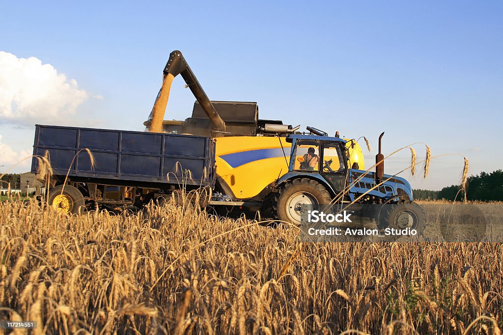 Harvest http://www.avalonstudio.eu/careal2.jpg  Agricultural Field Stock Photo