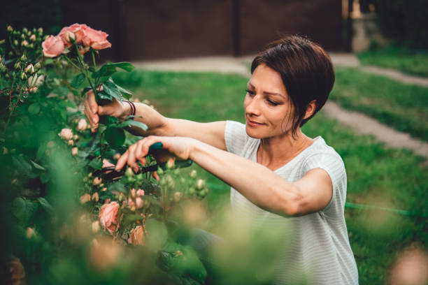istock Woman pruning roses in the backyard garden 1172147030