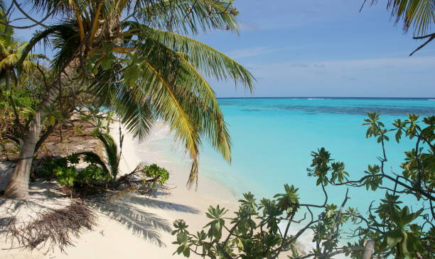 istock Dream beach with lush vegetation at Thoddoo (Maldives) 1172147135