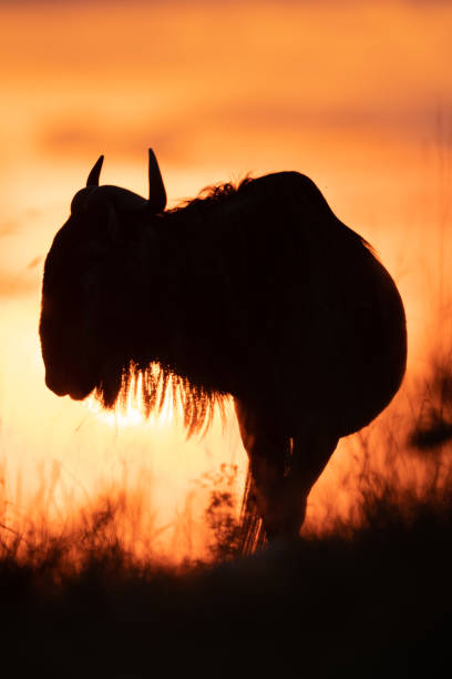 istock Silhouette of blue wildebeest against sunset sky 1172149271