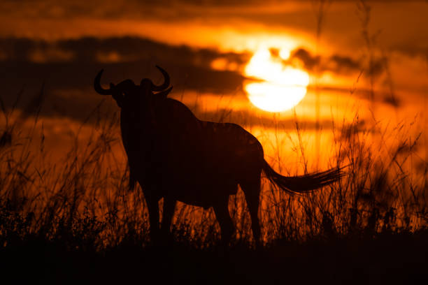 istock Silhouette of blue wildebeest standing at sunset 1172149274