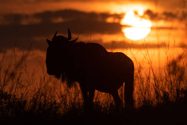 istock Silhouette of blue wildebeest under setting sun 1172149313