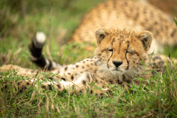 istock Sleepy cheetah cub lies with eyes closed 1172149344
