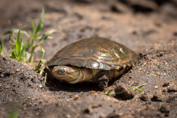 istock Terrapin lies in muddy gully by grass 1172149362
