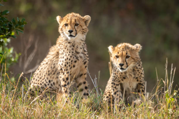 istock Two cheetah cubs sit staring in grass 1172149439