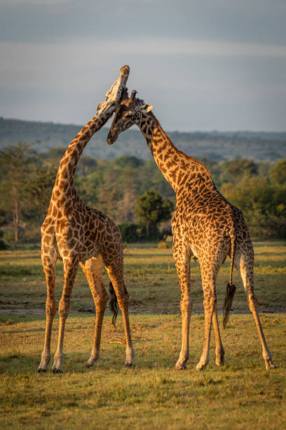 istock Two Masai giraffe neck in golden hour 1172149501