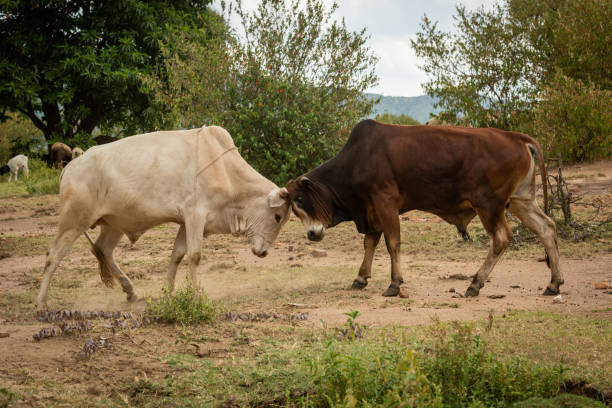 istock White and brown bulls bump heads together 1172149576