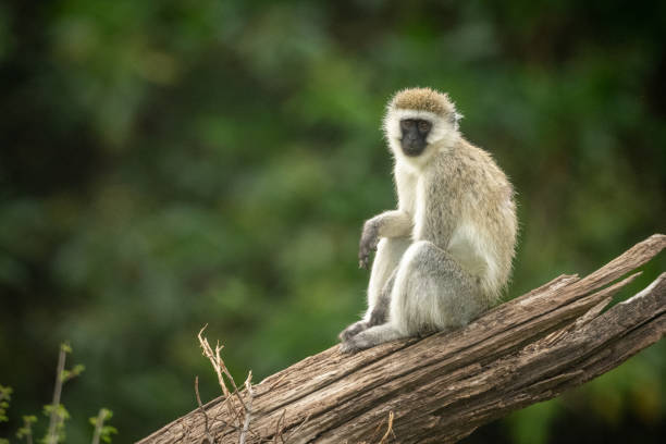 istock Vervet monkey sits on log eyeing camera 1172149585