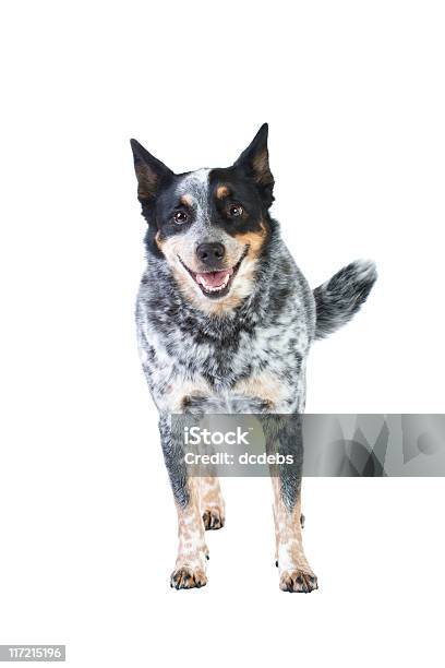Blue Heeler Stock Photo - Download Image Now - Australian Cattle Dog, Cut Out, Dog