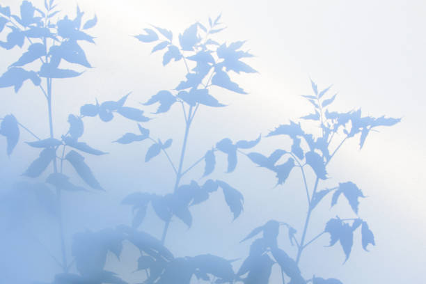 istock Abstract gray shadow background of natural leaves on white texture for background 1172152388
