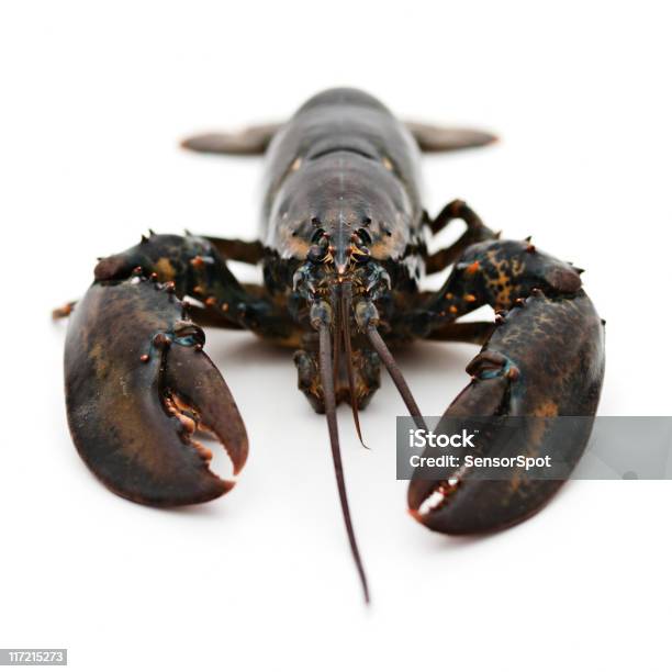 Living Lobster Stock Photo - Download Image Now - Lobster - Seafood, Vitality, Cut Out