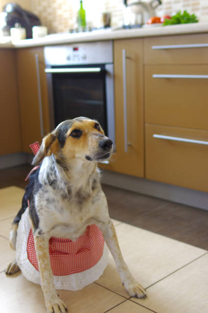 istock Mixed-breed dog wearing red  apron guarding in kitchen having threatening look 1172153037