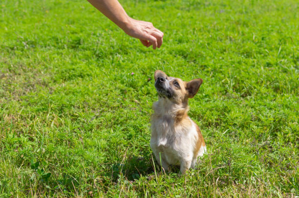 istock Master hand feeding small mixed breed dog outdoor 1172153090