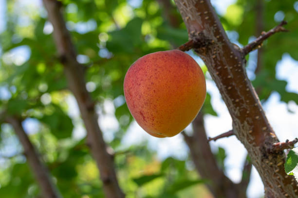 istock Lonely organic fruit on an apricot branch close-up 1172153130