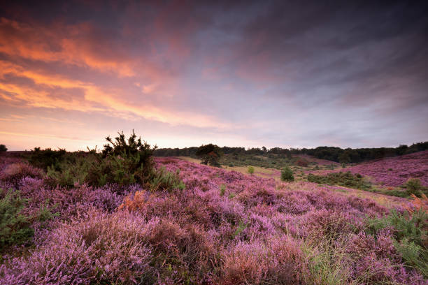 istock dramatic purple summer sunset over blossoming heather hills 1172153305