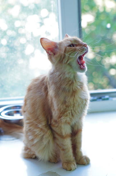 istock meowing cat. little red kitty meows sitting on the window. 1172154838