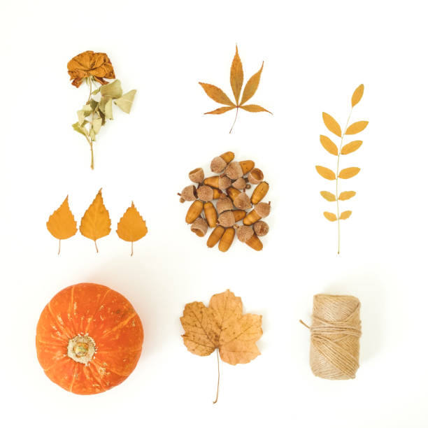 istock Autumn composition. Fall leaves, pumpkins and acorns with twine on white background. Thanksgiving day concept. Flat lay 1172155932