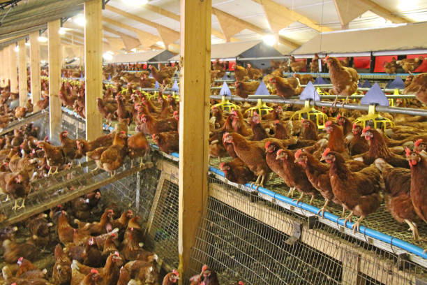 Chicken Farm. The Inside of an Egg Laying House at a Chicken Farm. free range stock pictures, royalty-free photos & images