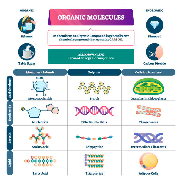 ilustraciones, imágenes clip art, dibujos animados e iconos de stock de ilustraciones vectoriales de moléculas orgánicas. etiquetado esquema educativo químico. - nucleotides