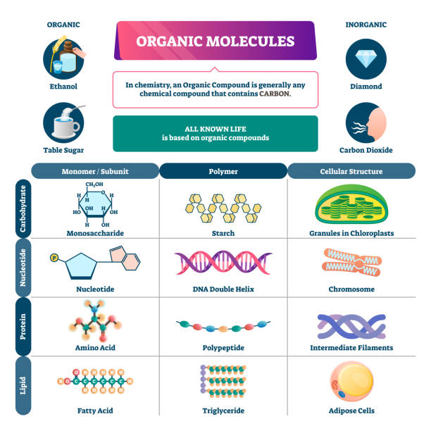 유기 분자 벡터 그림. 라벨 화학 교육 계획. - nucleotides stock illustrations