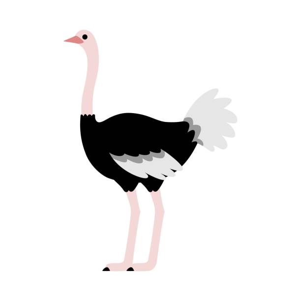 Ostrich standing and Looking ahead, cute symbol style, simple design, black, gray and pink color. Ostrich standing and Looking ahead, cute symbol style, simple design, black, gray and pink color. ostrich stock illustrations