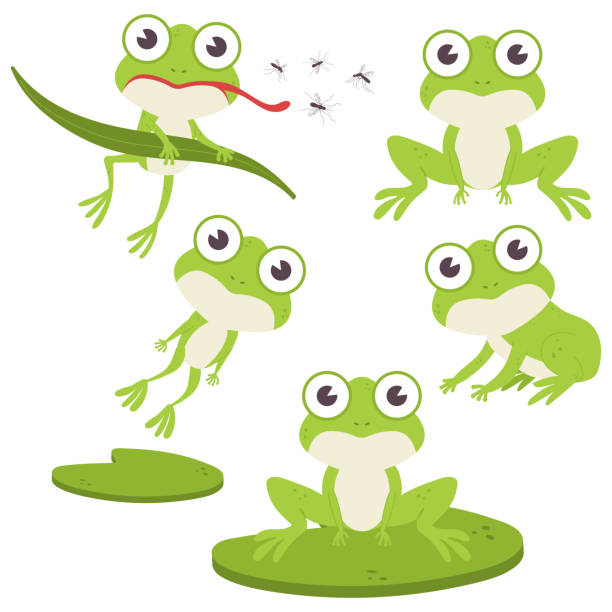 cute żaba wektor postaci z kreskówek ustawić izolowane na białym tle. - toad green isolated white stock illustrations