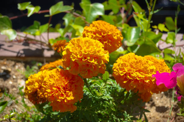 istock Yellow flowers 1172160604