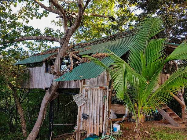 istock a hut somewhere in the jungle 1172162275