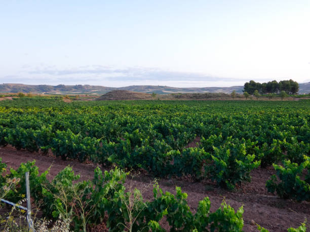 istock Green vineyards before the harvest 1172163664