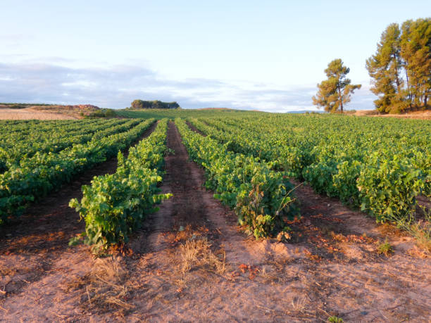 istock Green vineyards before the harvest 1172163665